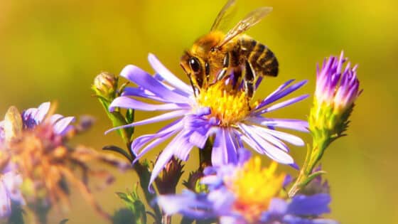 A honeybee harvests nectar from native aster flowers.