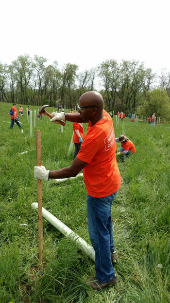 A man in an orange shirt hammers a wooden stake into the ground to support a tree shelter.