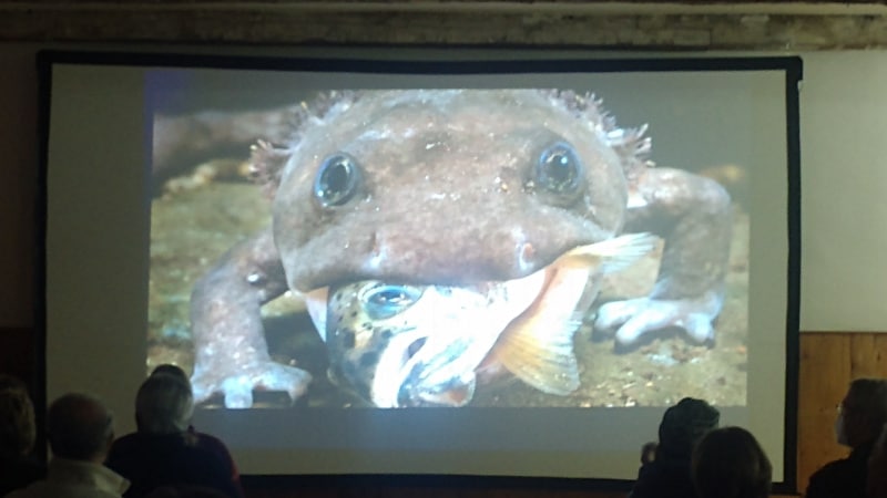 A scene from the film "Hidden Rivers" showing a hellbender salamander eating a fish.