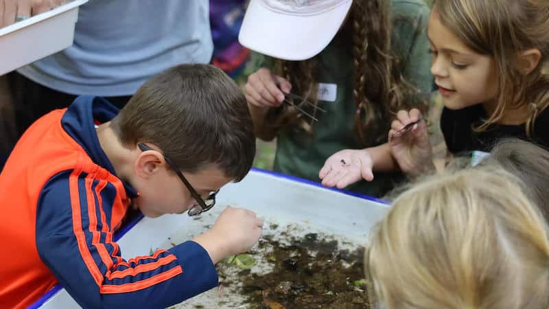 Kids use forceps to sort aquatic macroinvertebrates from a stream sample.