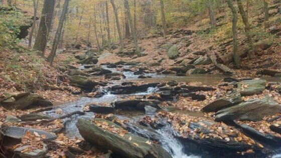 A stream runs through a forest in Lancaster County, Pennsylvania.