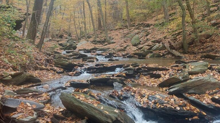 A stream runs through a forest in Lancaster County, Pennsylvania.