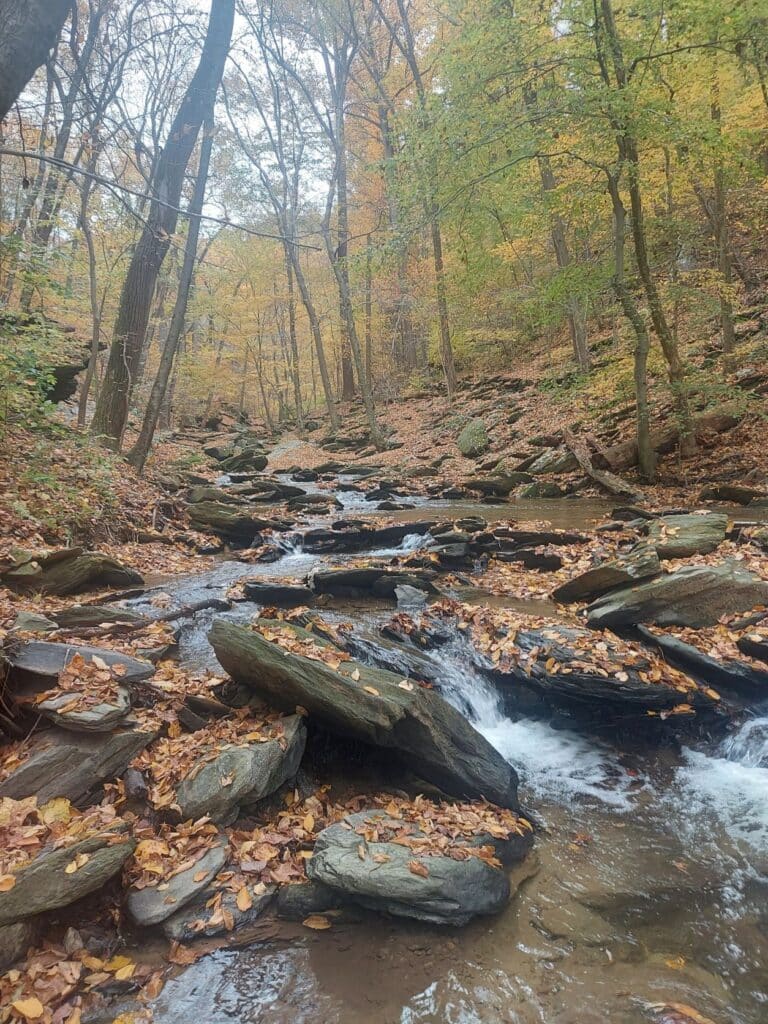 A forested stream in Lancaster County, Pa., with autumn leaves.