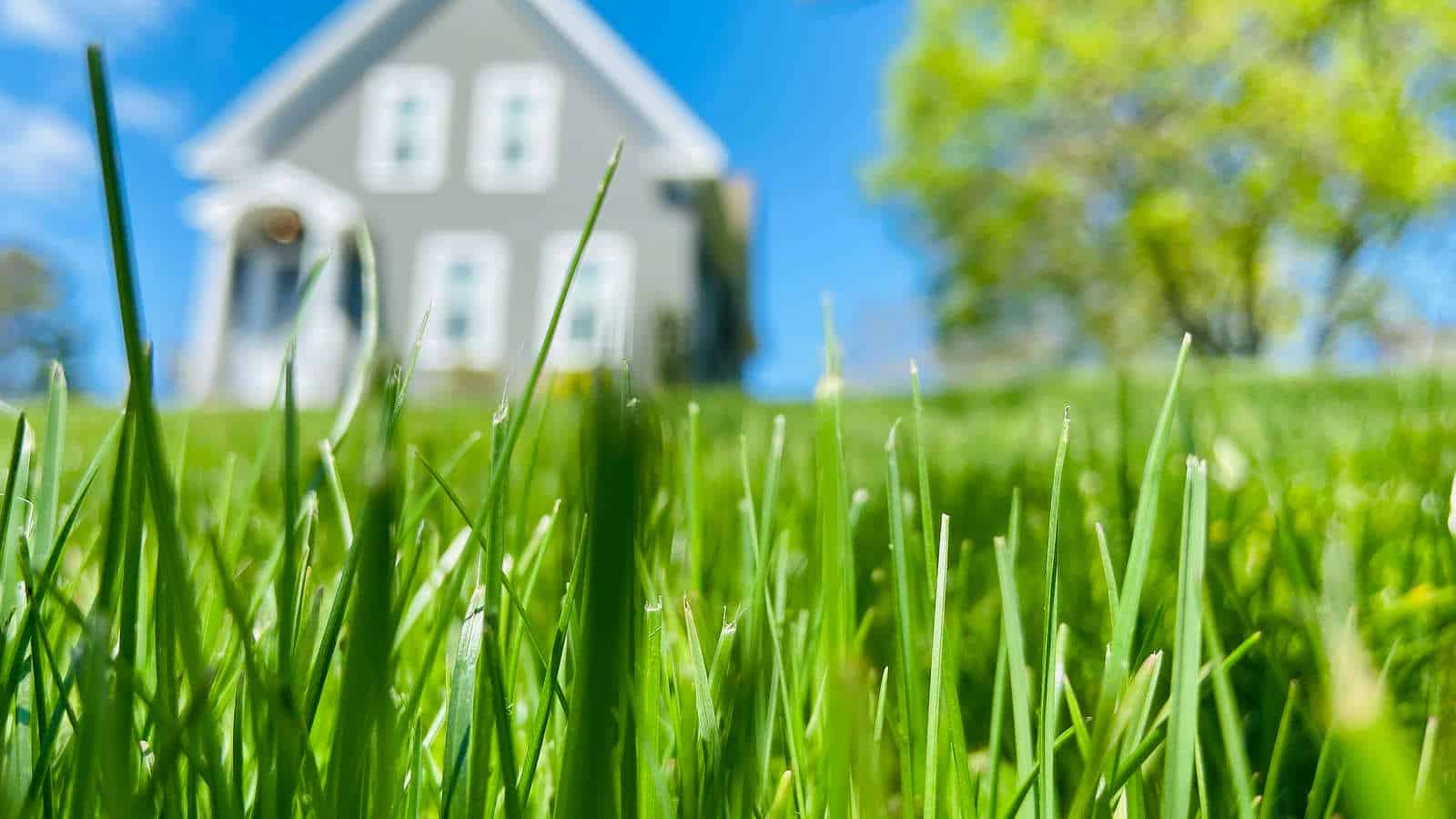 A close-up photo of lawn grass with a house and tree in the background.