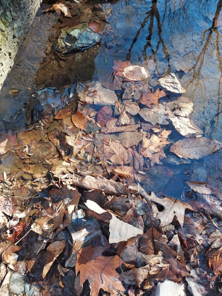 A variety of oak, American beech, and tulip poplar leaves and seeds on a streambed.