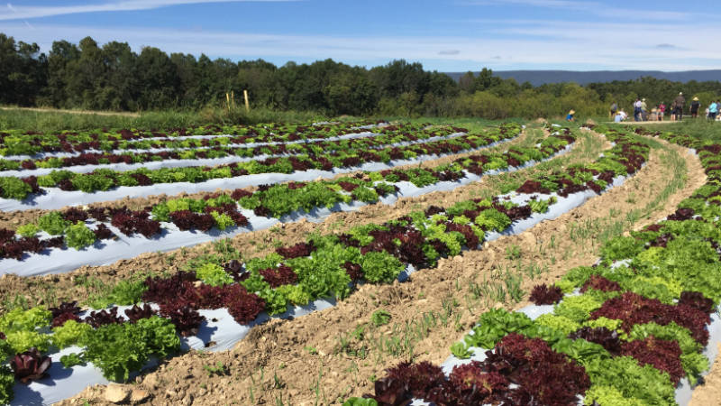 A field with rows of red and green leaf lettuce.