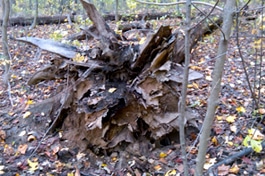 A wind-thrown nurse log in a forest.
