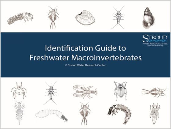 macroinvertebrate-identification-key