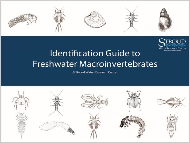 Cover image of the Identification Guide to Freshwater Macroinvertebrates.