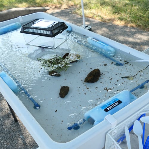 A macroinvertebrate touch tank with bubblers and ice packs to keep the animals alive.
