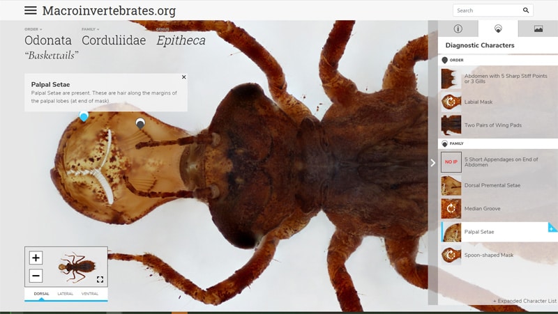 Dive into a Virtual Resource for Teaching and Learning with Aquatic Macroinvertebrates!