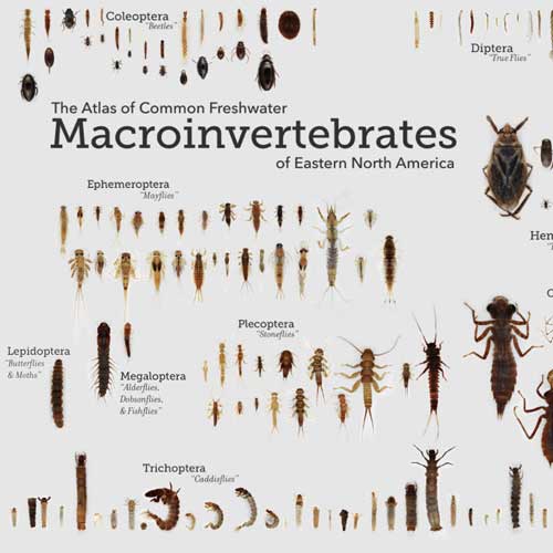 Online Atlas of Aquatic Insects Aids WaterQuality Monitoring