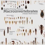 Macroinvertebrates.org homepage screenshot