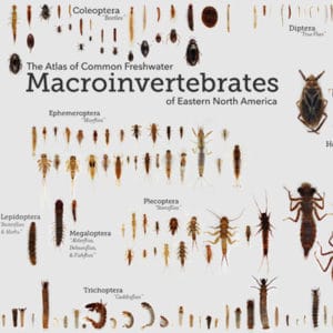 Macroinvertebrates.org homepage screenshot.