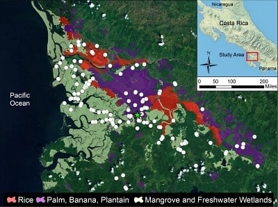 Map of sampling sites in the Rio Sierpe and Grande de Terraba watersheds in Costa Rica.