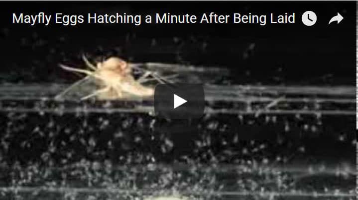 Mayfly Eggs Hatching a Minute After Being Laid
