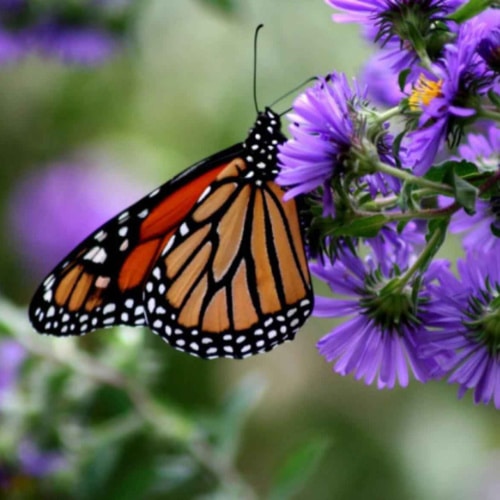 A monarch butterfly on a purple aster.
