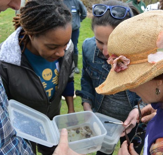 Teachers collecting aquatic macroinvertebrates at a workshop.