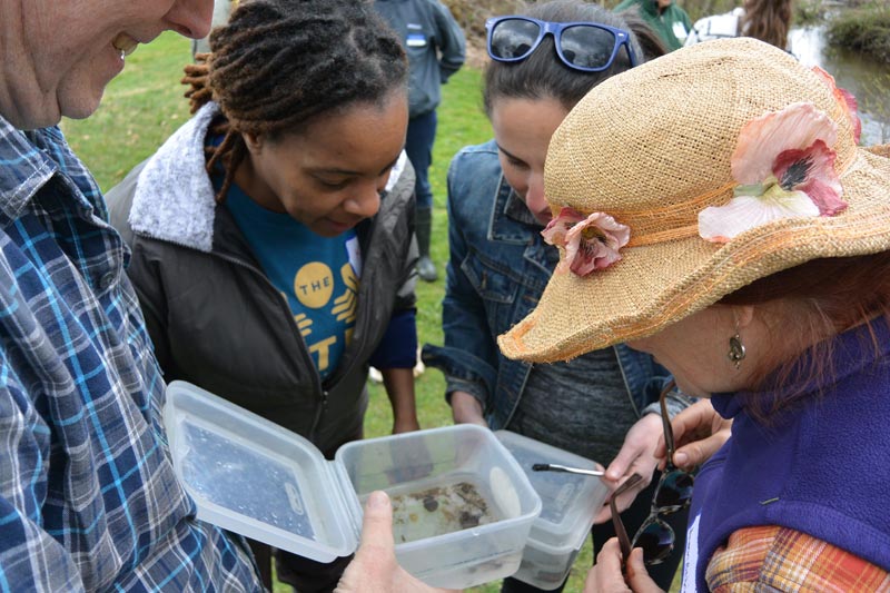 Teachers collecting aquatic macroinvertebrates at a workshop.