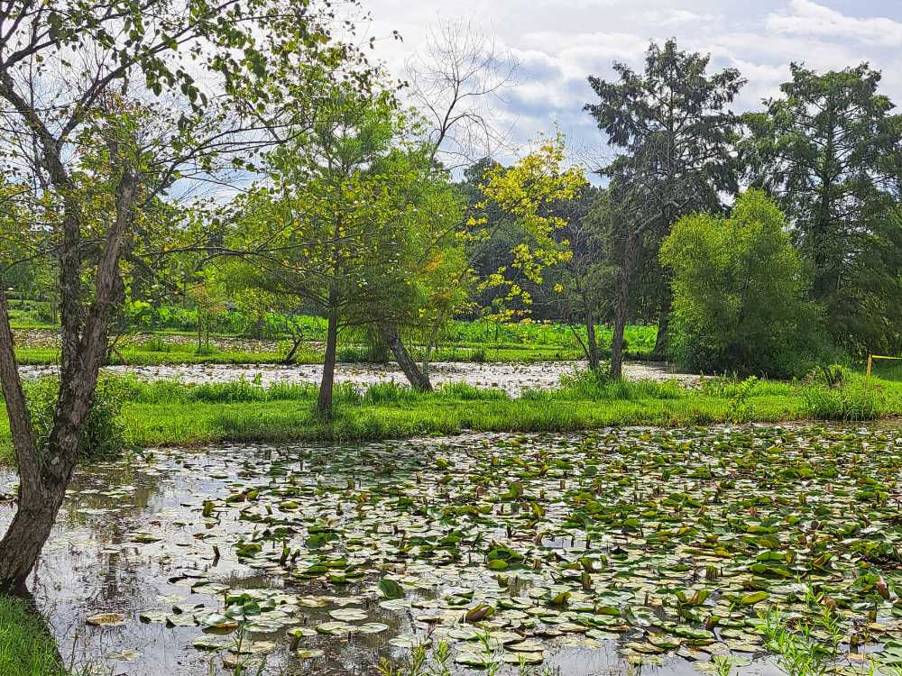 Trees ring a pond full of water lilies at Kenilworth Park & Aquatic Gardens.