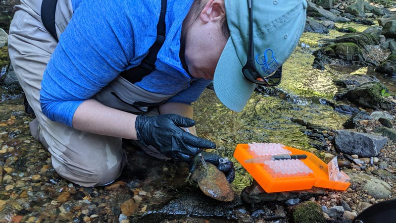 A woman kneeling in a stream collects a rock scraping sample for microbial analysis.