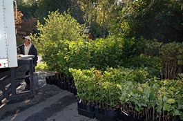 A man unloads trays of native tree seedlings from a truck.
