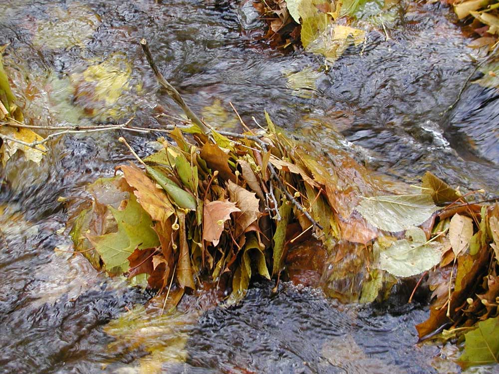 Natural leaf pack photo by Christina Medved.