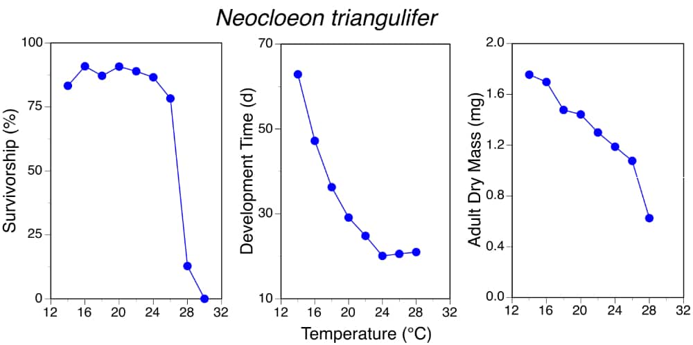 Graphs showing survivorship, development time, and adult dry mass of mayfly Neocloeon triangulifer all decrease as temperature increases.