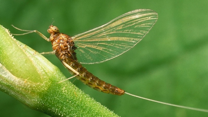 Photo of the mayfly, Neocloeon triangulifer, by DH Funk
