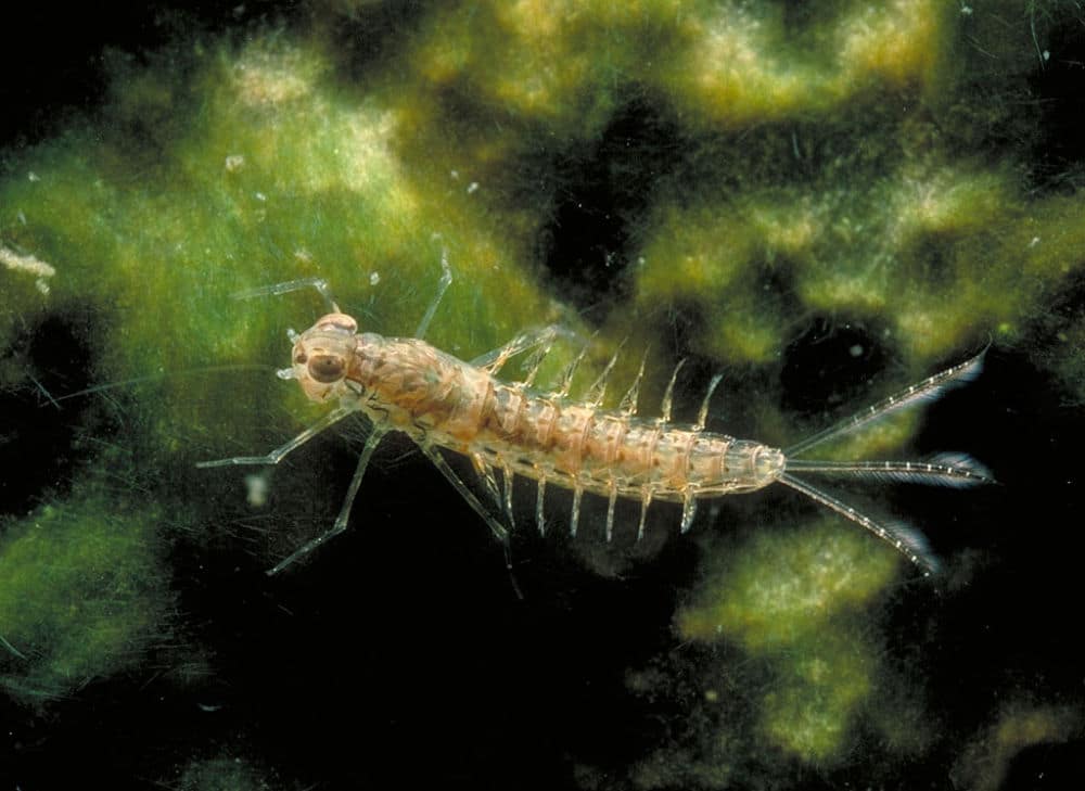 Neocloeon triangulifer mayfly nymph on an algae covered rock.