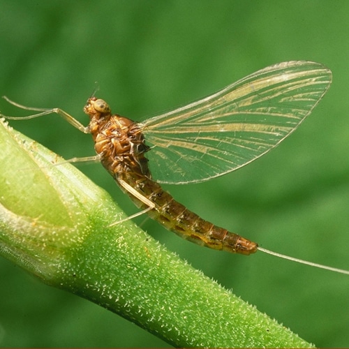 Photo of an adult Neocloeon triangulifer mayfly.