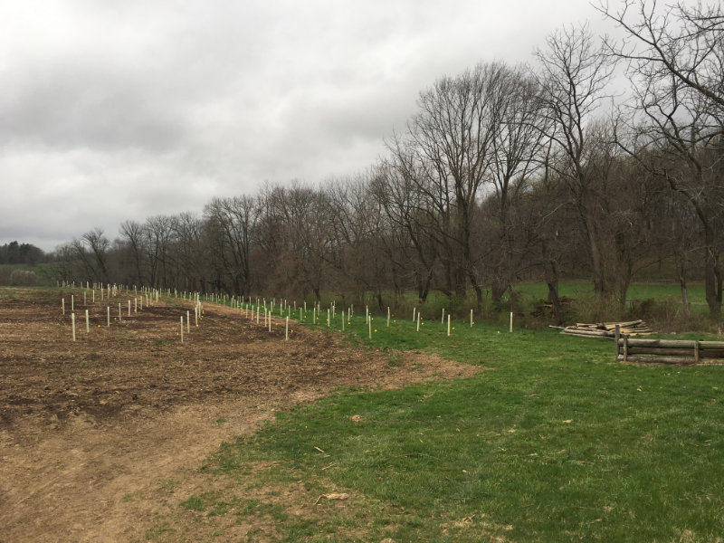 A newly planted riparian buffer in Pennsylvania.