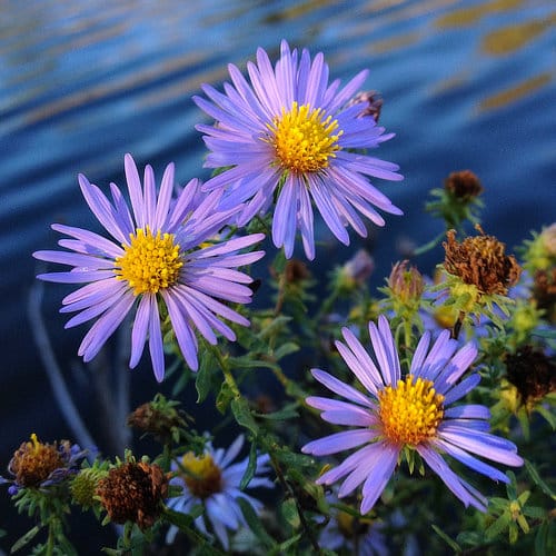 Purple native aster flowers.