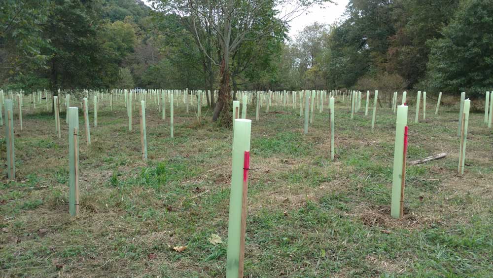 Tree tubes in a new riparian buffer