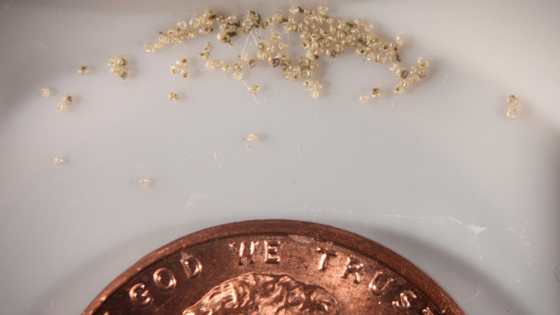 A penny shows the scale of seven-day-old New Zealand mud snails being reared in a laboratory.