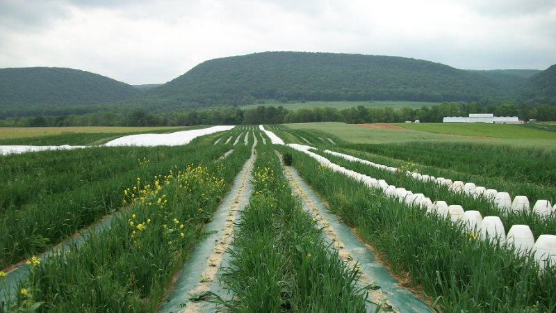 A field of onions with mountains in the distance.