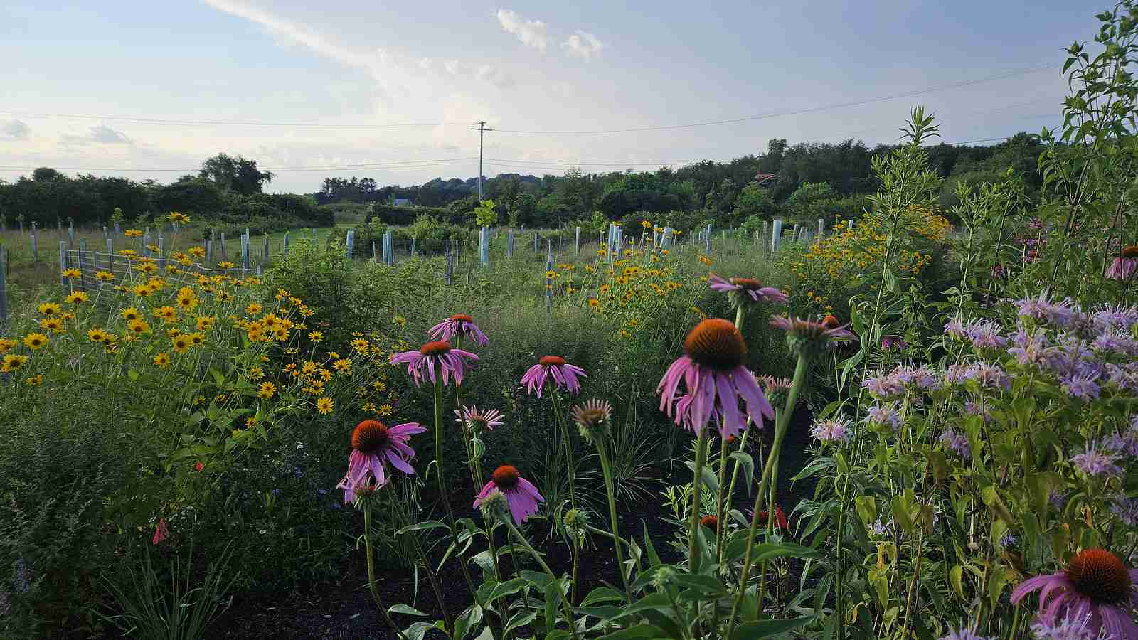 A streamside forest and native plant garden take root at Overlook Community Campus.