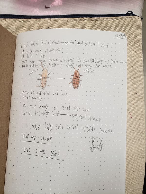 A page from a student's nature journal with facts and drawings of Madagascar hissing cockroaches.