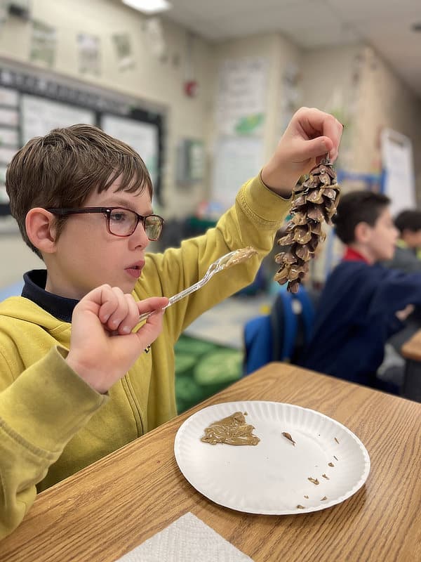 An elementary school student coats a pinecone with peanut butter to make a natural bird feeder.