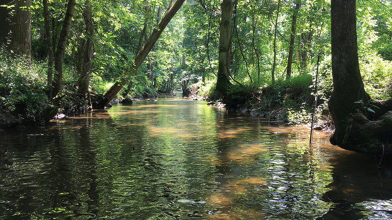 A Pennsylvania stream with mature trees providing shade.