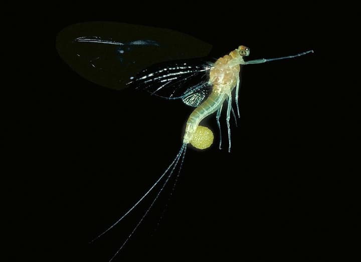 A female mayfly with a ball of eggs attached to the underside of her abdomen.