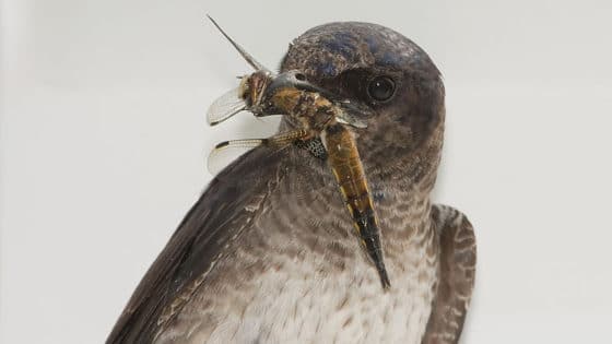 A purple martin with a large dragonfly in its beak.
