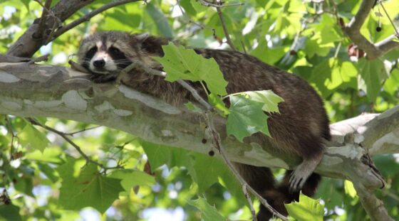 A raccoon rests on a tree branch.