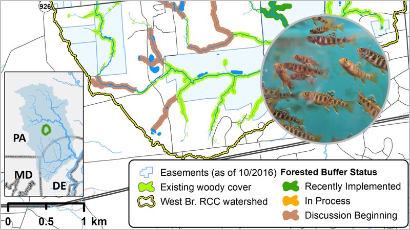 Map showing forested stream buffers in the west branch of Red Clay Creek with a photo overlay of brook trout fingerlings.