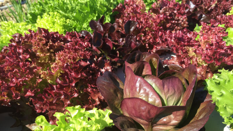 A variety of red and green leaf lettuces.