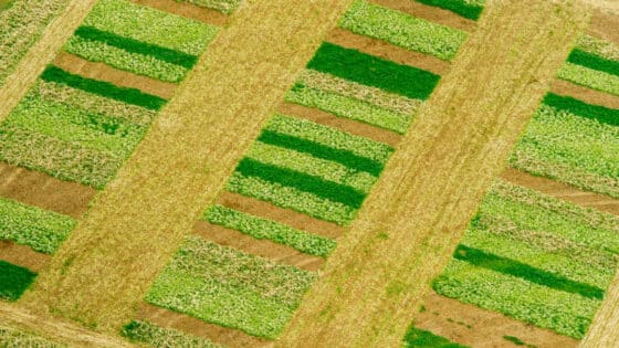 An aerial view of cover crops by Edwin Remsberg and USDA-SARE.