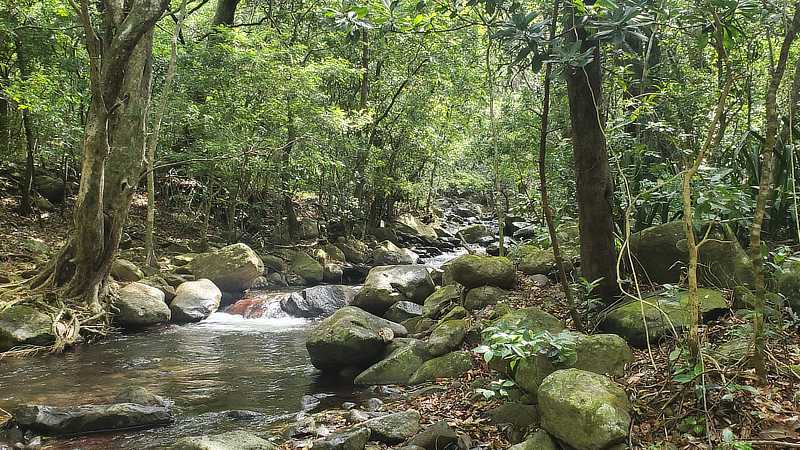 A rocky stream flows through a tropical cloud forest in Costa Rica.