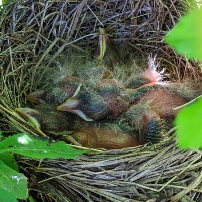 Baby robins in a nest.