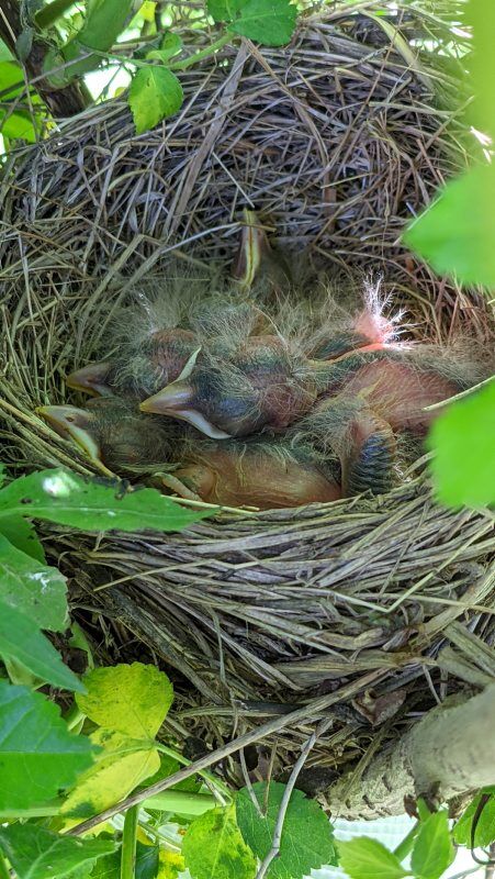 Four robin nestlings in a young tree in a riparian buffer.