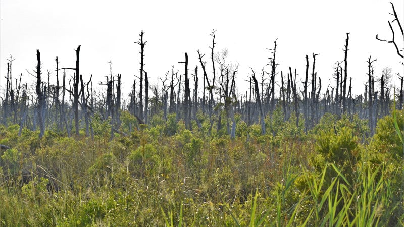 Trees killed by saltwater intrusion in Alligator River National Wildlife Refuge.
